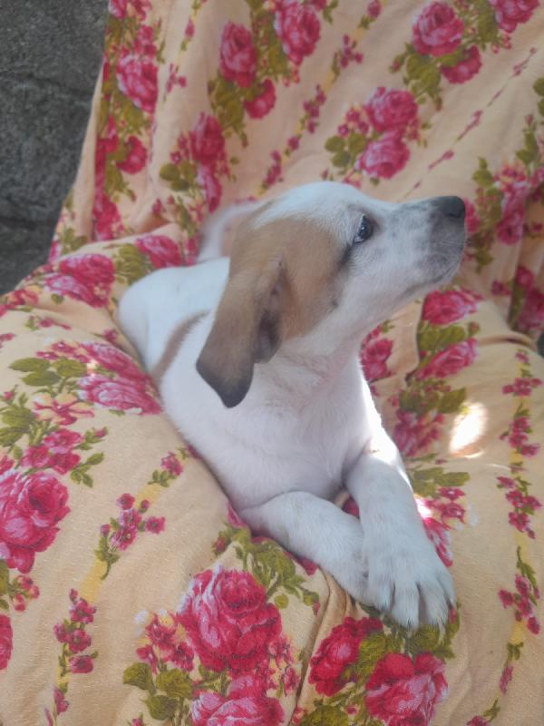 MACCHIA – UN CUCCIOLO MERAVIGLIOSO CERCA CASA 🐾 Foto 2